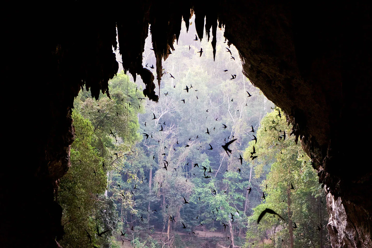Birds flying through a cave mouth framing the jungle outside