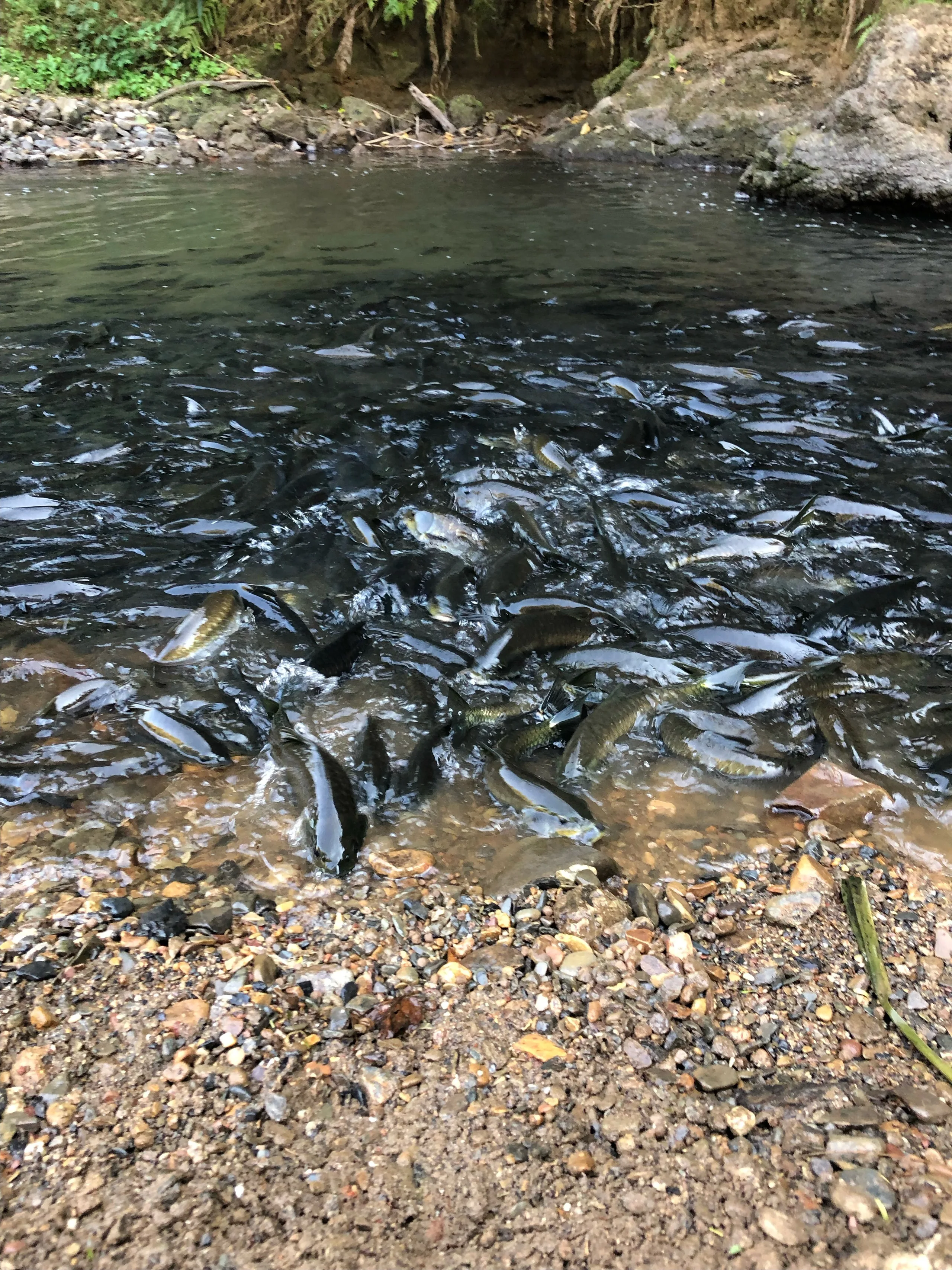 Hundreds of large native fish massed in the shallows at Wang Pla